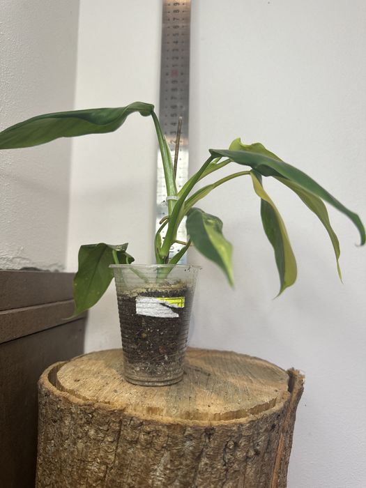 Філодендрон Philodendron   Siam Sunrise