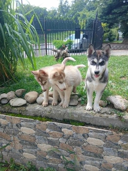Szczeniaki syberian husky z Rodowodem