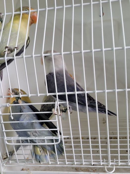 Canários , Agapórnis de todas as raças outras aves disponíveis