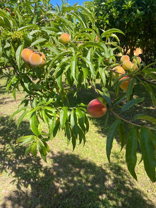 Jardineiro manutenção e construção Jardins bricolage