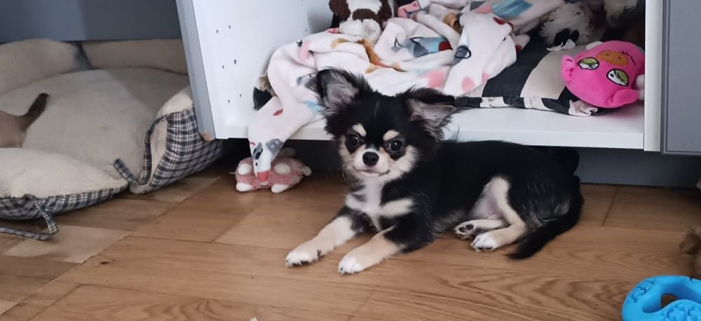 Chihuahua długowłosy