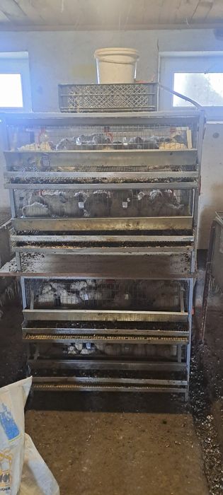 Клітки для перепілок