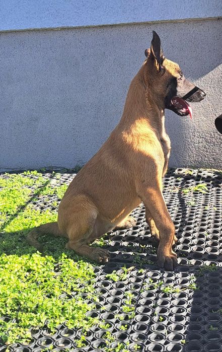 Owczarek belgijski Malinois piesek