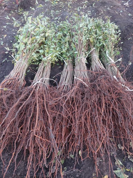 Підщепа аличі різні фракції