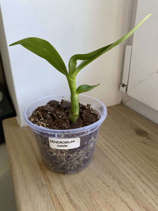 Dendrobium дітки