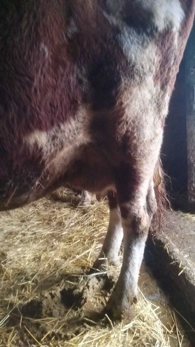 Продам корову на утриманя