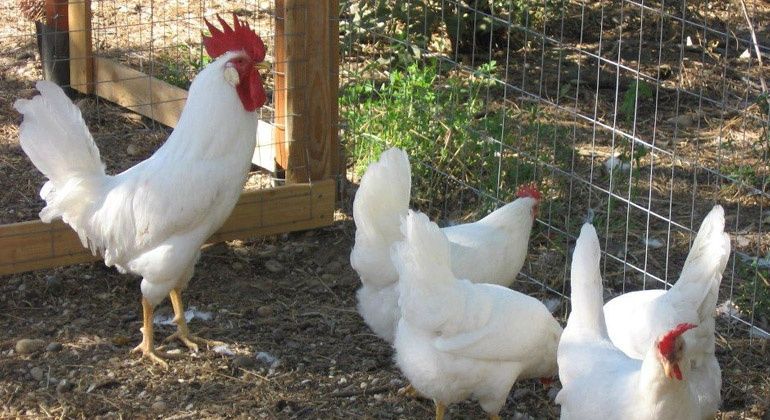 Ovos Leghorn Branca puros