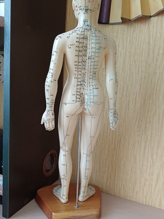 2 моделі акупунктурних точок жіноча і чоловіча