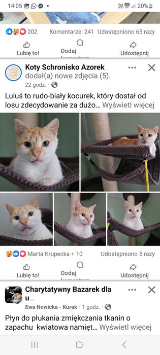 Miziak kotek szuka domki