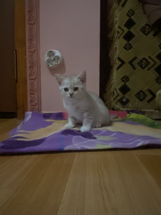 Прямовухий британець
