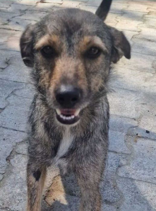 Zoja mniejsza suczka do adopcji.