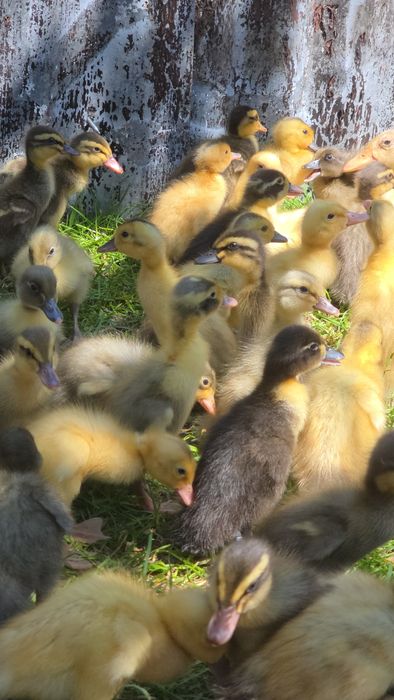 Biegus Indyjski import