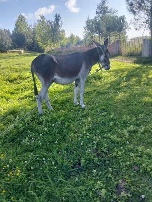Vendo burro inteiro