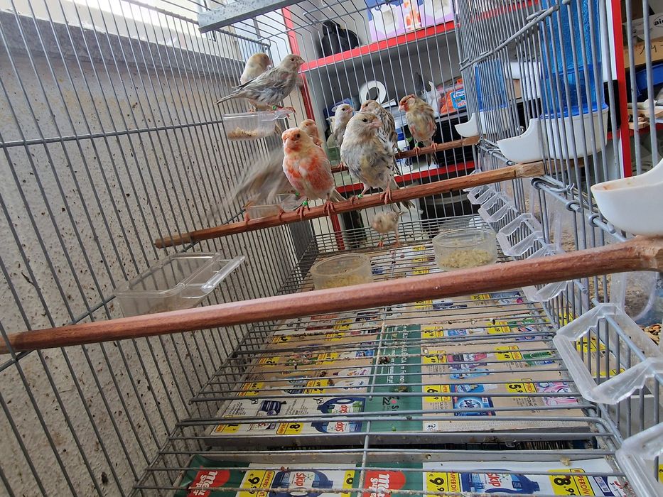 Canarios varias raças