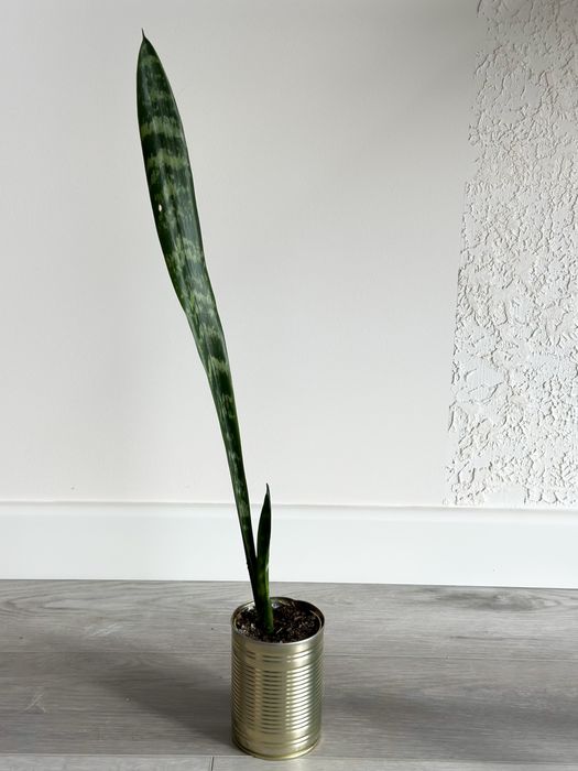 Сансевієрія високоросла