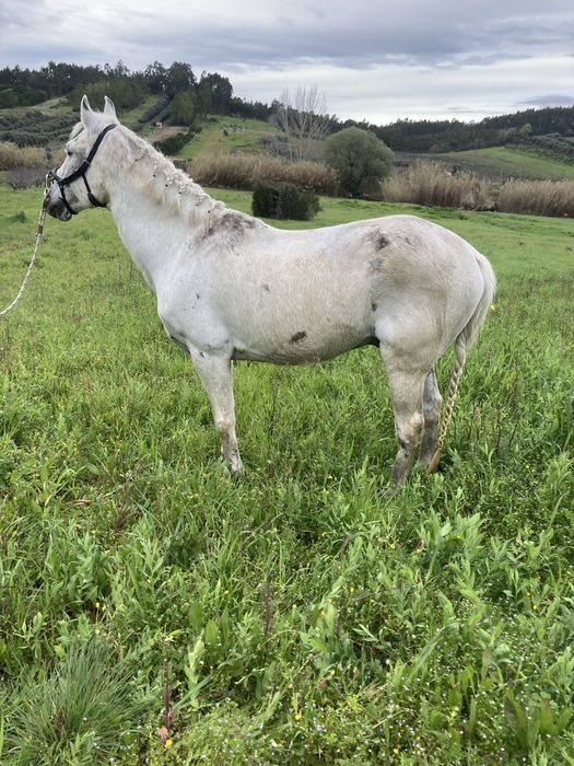 Vendo cavalo cruzado.