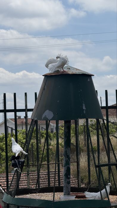 Pombos de leque Branco