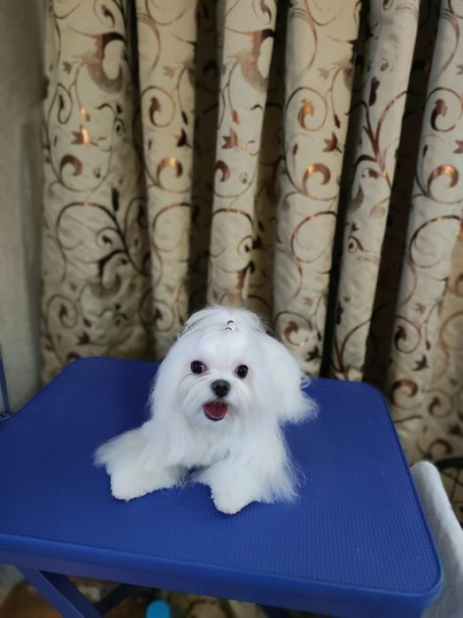 Цуценята мальтезе