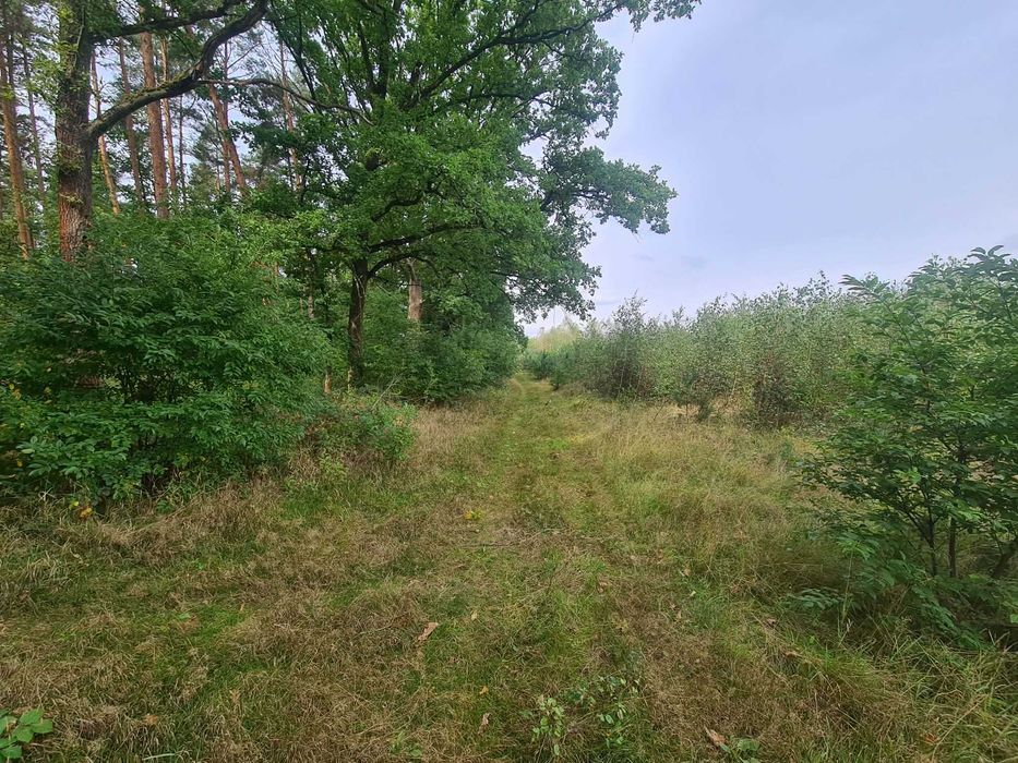 Działka przy lesie, Nowa Kopernia, 924m2, WZ, przyłącze prądu