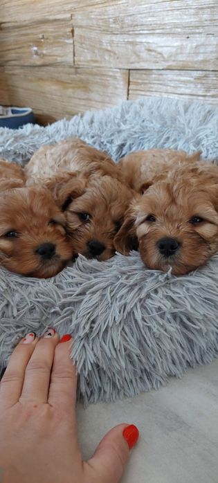 Cavappo -czekoladowy  piesek