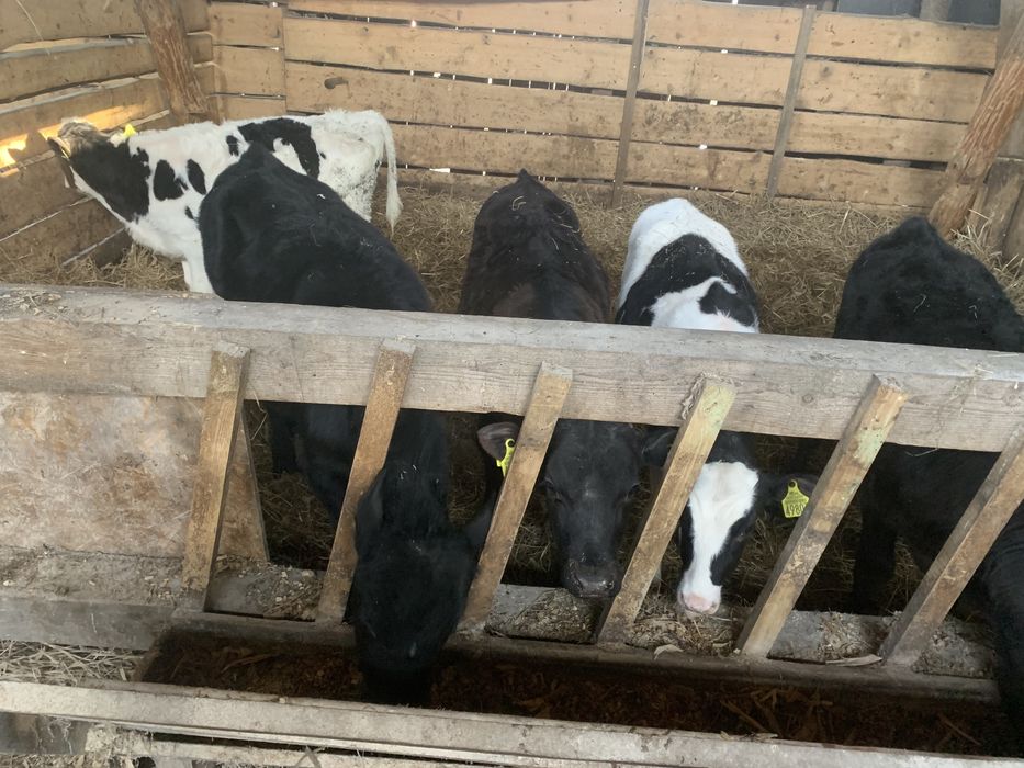 Sprzedam byczki i jalowki