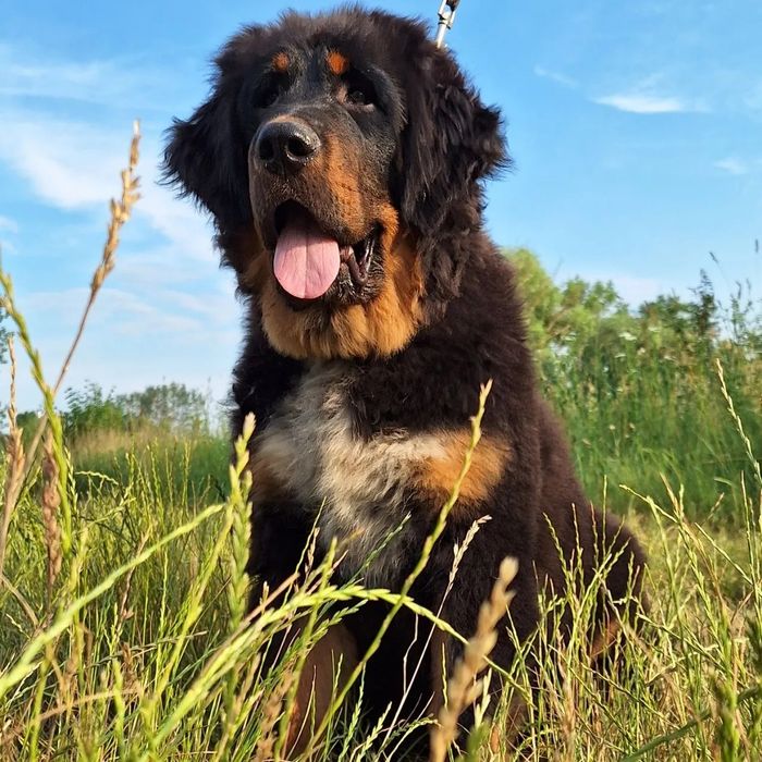 Щенки тибетского мастифа