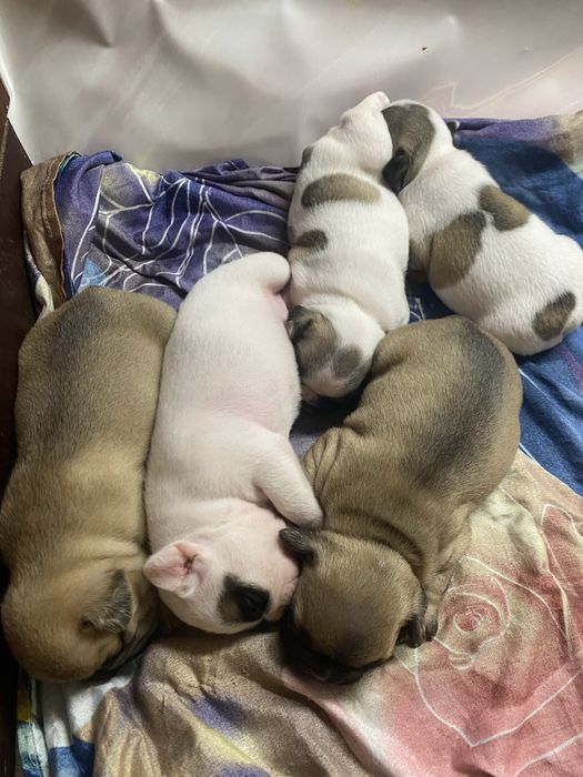 Французькі Бульдожки