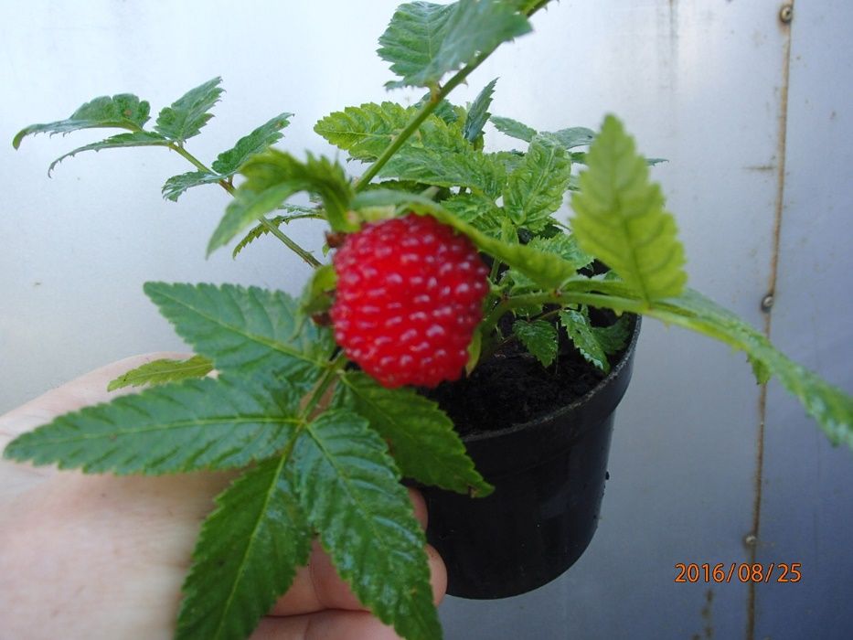 Malinotruskawka - Malina ponętna - Sadzonka w doniczce