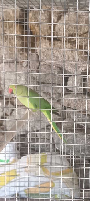 Fêmea ring nek adulta