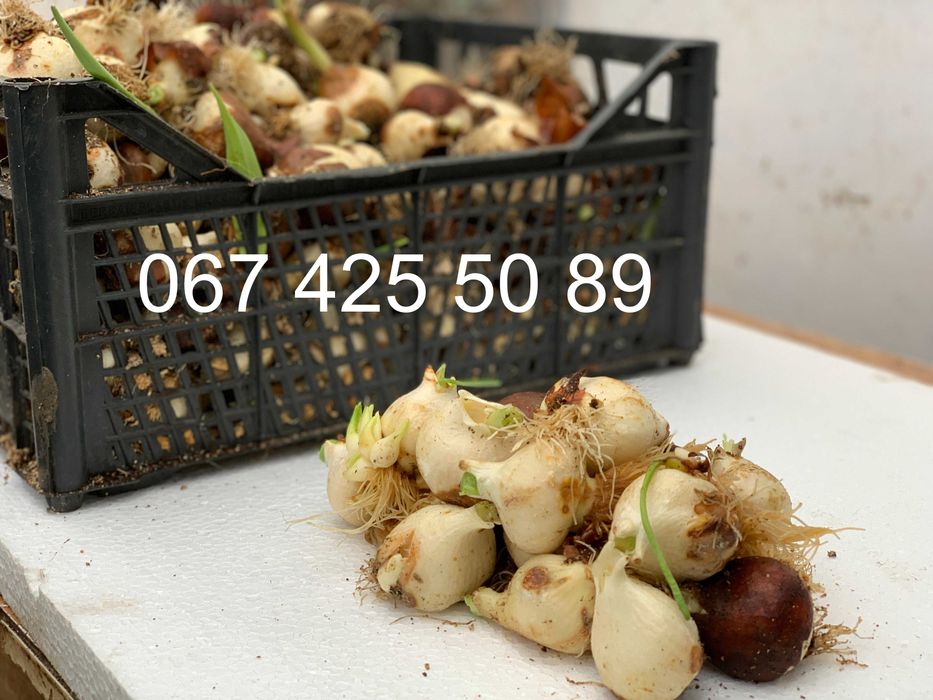 Цибулина тюльпана ВИСУШЕНА після вигонки (луковица, луковиця, тюльпан)