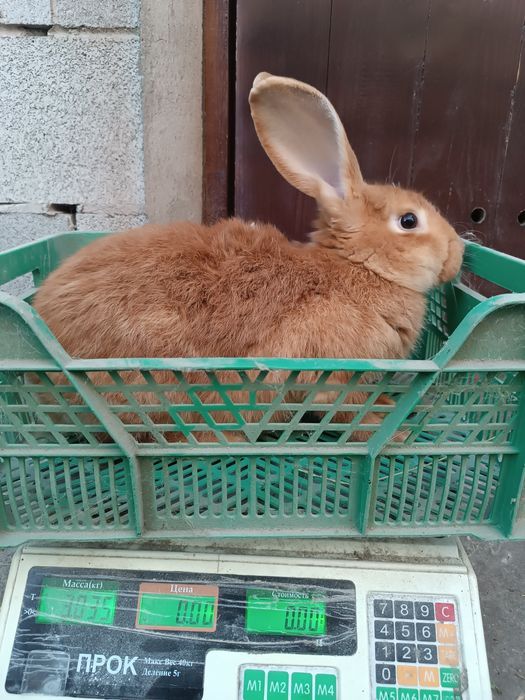 продам двох кроличок