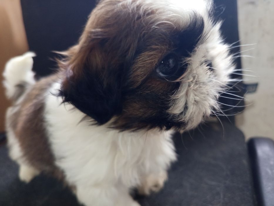 Щенки ши-тцу мальчики и девочка