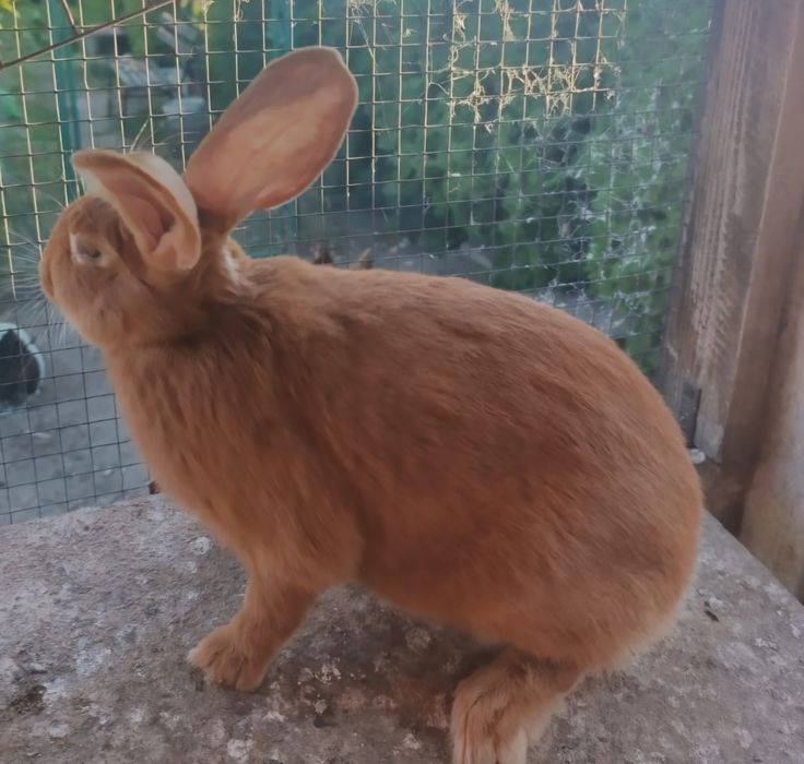 Kròlik burguncki samice 5.5 miesiąca 5kg