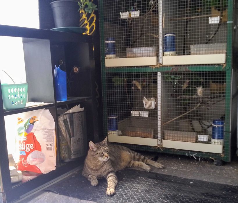 Aves diamante gould portadores... Bengalins exóticos