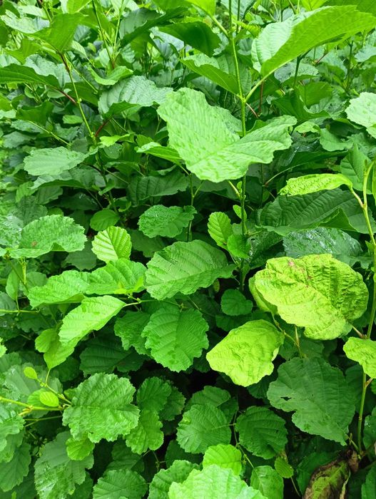 Sadzonki brzozy cała Polska