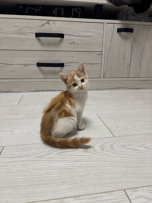 кошенята дівчата