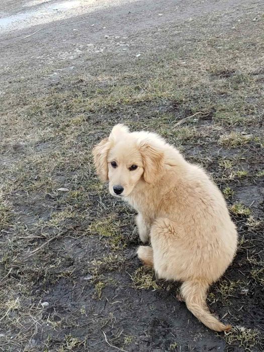 Дівчинка цуценя безкоштовно