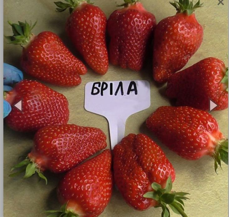 Продам саджанці полуниці: Азія,Джолі,Брілла