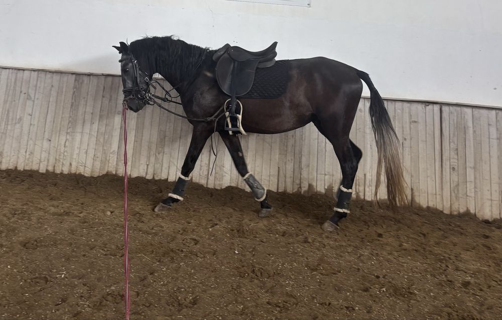 Poldro lusitano montado 4 anos