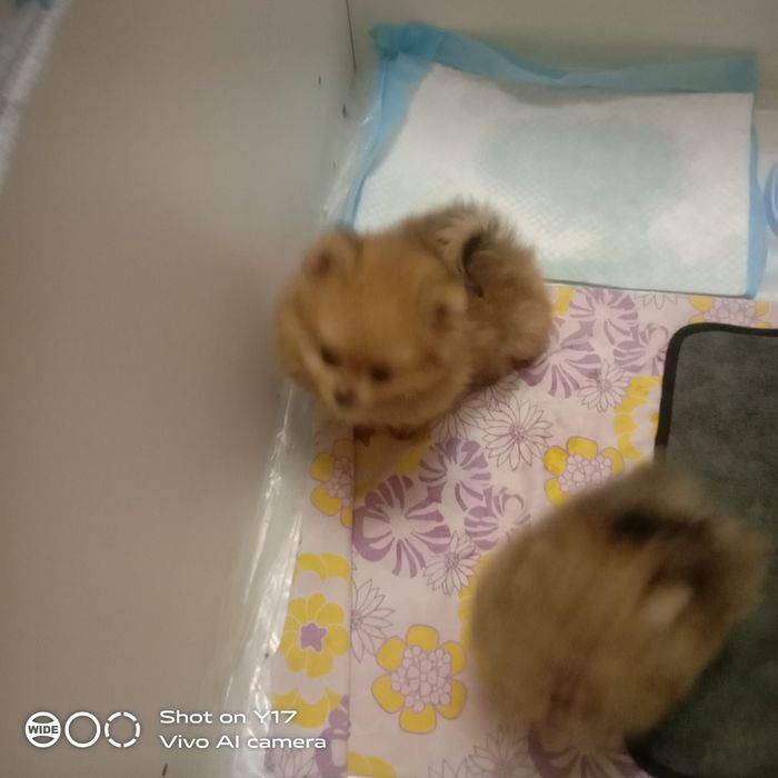 Чистокровний Померанський шпіц.