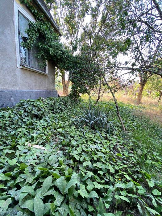 Продам дачу / Александровка  / Снегиревка / Николаевская обл