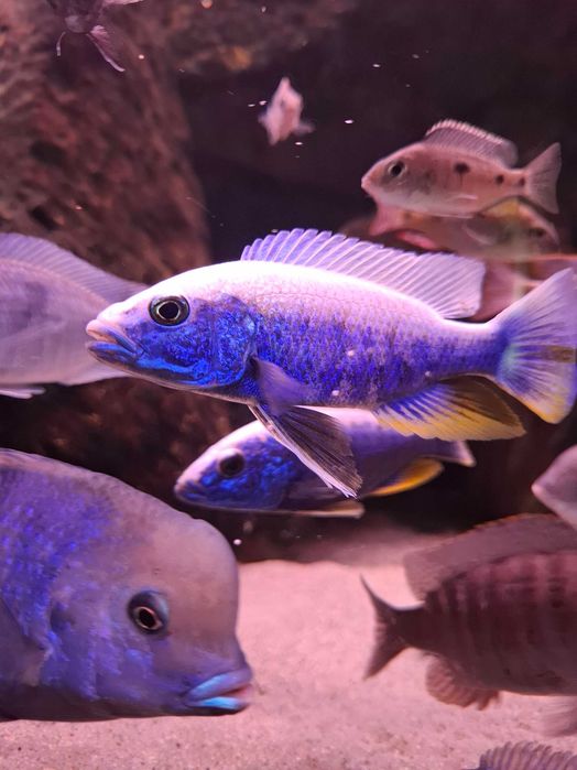 Sciaenochromis fryeri, Malawi, Pyszczaki