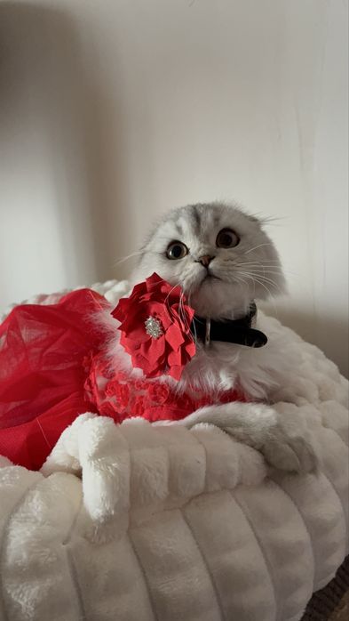 Шотланська дівчинка фолд, в забарвленні срібна шиншила