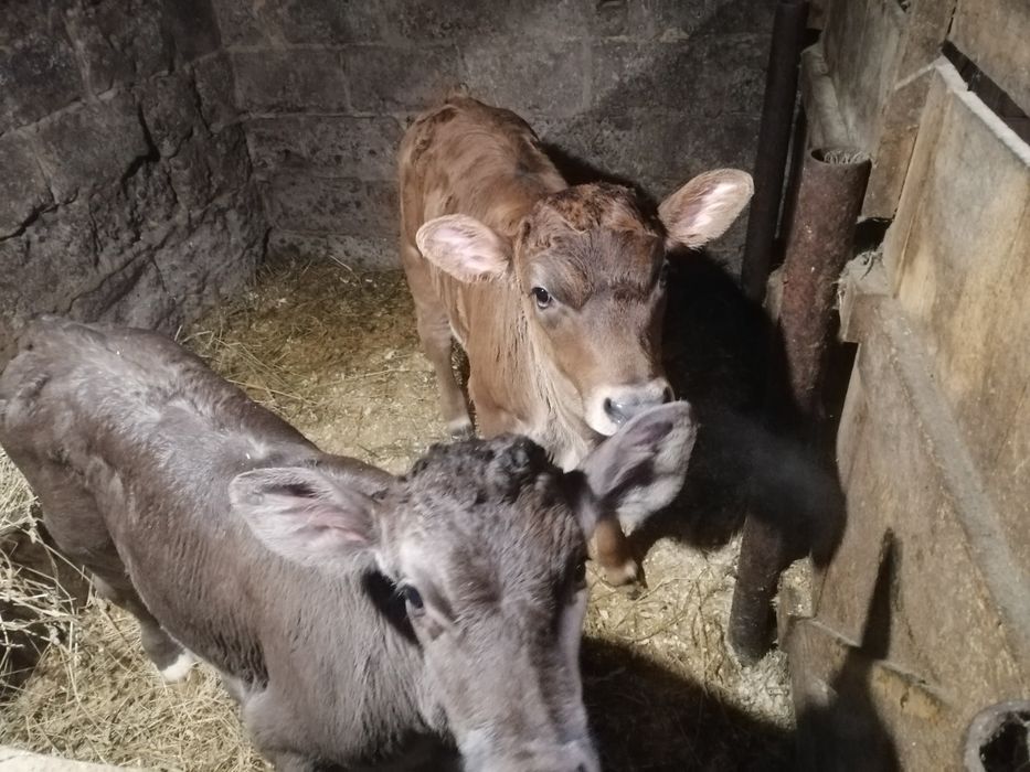 Продаються телички від молочних корів