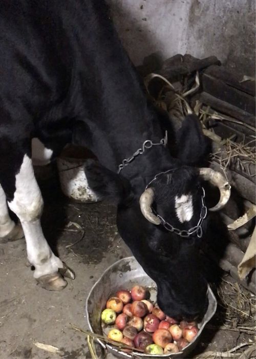 Продам тільну корову