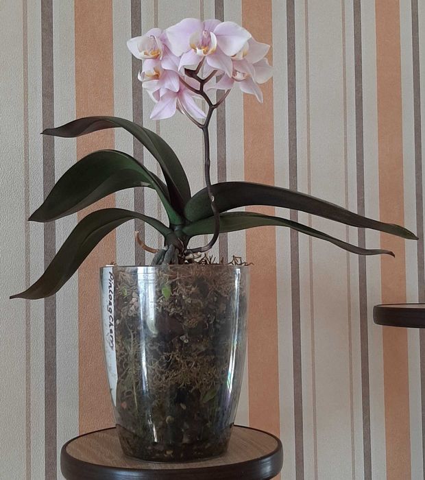 Орхидея фаленопсис Пилонг Чери