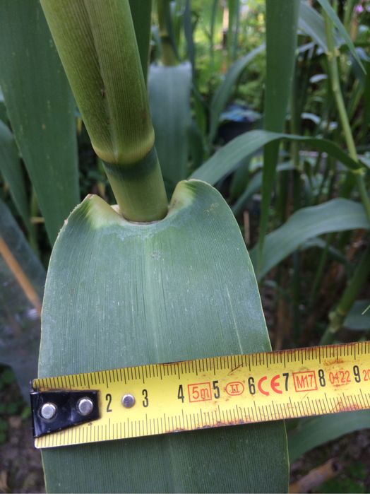 Trawy arundo donax, miskant, zebrinus, rozplenica