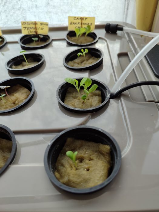 Гидропонный ящик для рассады