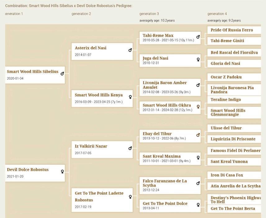 Doberman - zapowiedź miotu