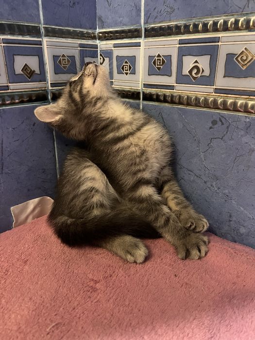 Шукаємо дім котику Димку